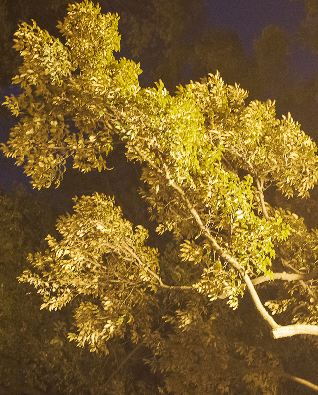 Sev­en Pieces: An Expe­ri­en­tial Din­ner with Man­a­mi Kaku­do